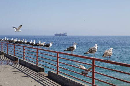 Albatrosses sitting in line in Valparaisoの写真素材