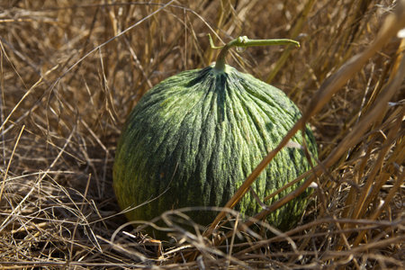 Green melon on the grassの写真素材