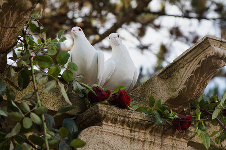 Couple of white pigeonsの写真素材