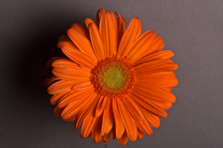 Chrysanthemum with orange petalsの写真素材