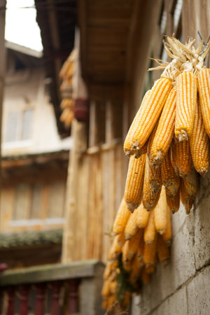 Corns on the Chinese housesの写真素材