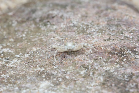 Sand crab on beachの写真素材