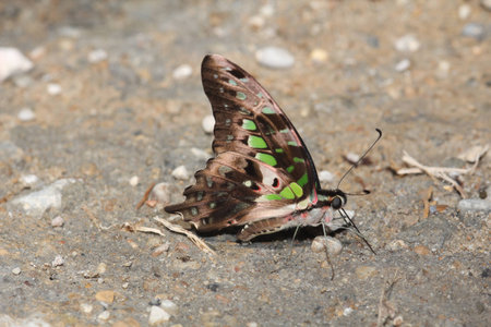 Beautiful Butterfly On Groundの写真素材