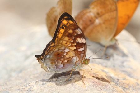 Beautiful Butterfly On Rockの写真素材