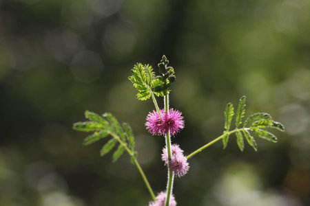 Treetop on green backgroundの写真素材