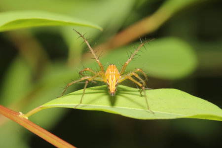 Spider waiting for prey on the leavesの写真素材