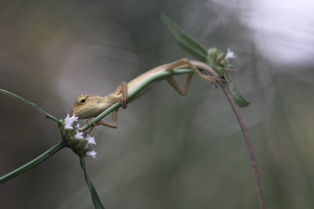 Lizard on branchの写真素材