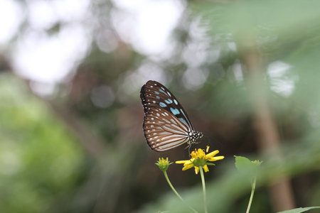   3642;Butterfly on yellow marigoldの写真素材