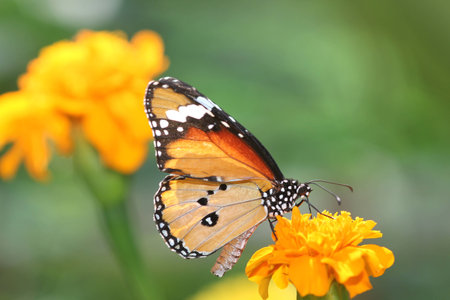  Butterfly on yellow marigoldの写真素材