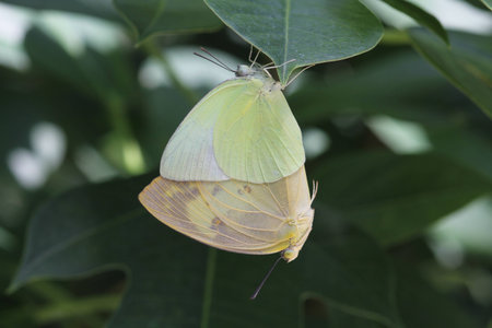 Yellow butterfly hybridize under green leafの写真素材