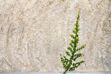 creeper on the wallの写真素材