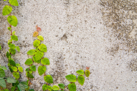 creeper on the wallの写真素材