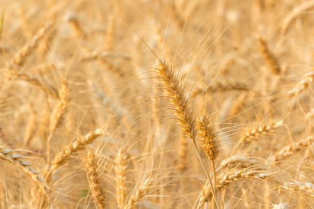 Barley Fieldsの写真素材
