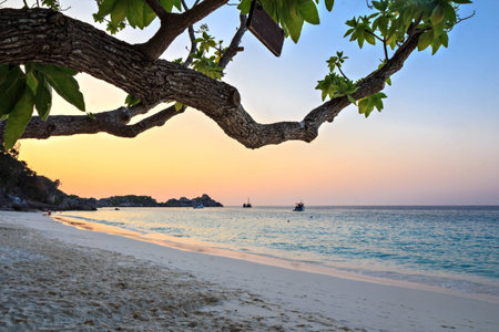 on the beach focus on treeの写真素材