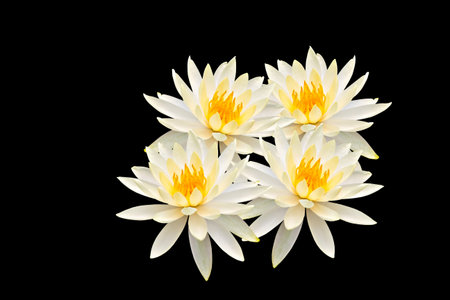 Lotus isolated on black backgroundの写真素材