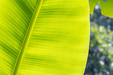 Banana leaf textureの写真素材