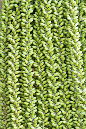immature betel nutの写真素材