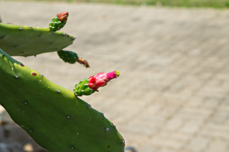 A CACTUS FLOWER