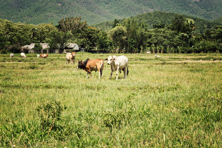 cows on pasture land vintage styleの写真素材