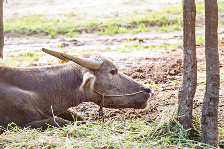 Thai water buffalo head shot, vintage styleの写真素材
