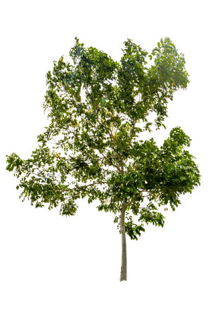 Big tree isolated on white backgroundの写真素材
