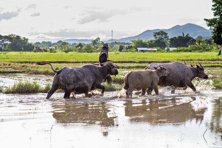 Thai water buffaloes walking through a swampの写真素材