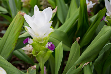 White Curcuma alismatifolia or Siam Tulipの写真素材