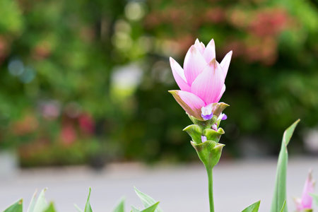 Pink Curcuma alismatifolia known as Siam Tulipの写真素材
