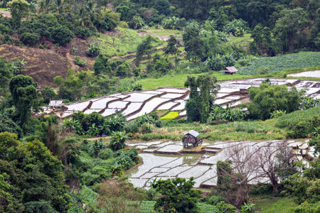 Rice seedling on terrace rice fields in valley - Chiang mai, Thailandの写真素材