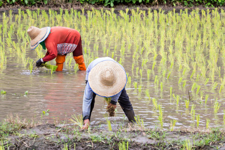 Thai farmers planting rice on rice fieldsの写真素材