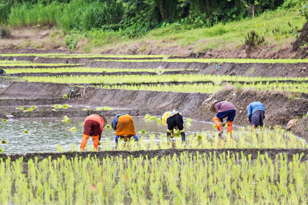 Thai farmers planting rice on rice fieldsの写真素材