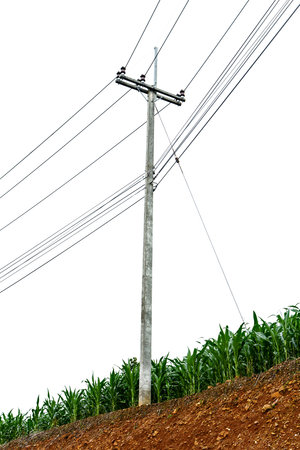 Electric pole and corn fields isolated on white backgroundの写真素材