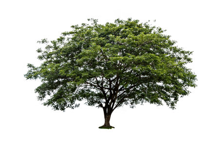 Big tree isolated on white backgroundの写真素材
