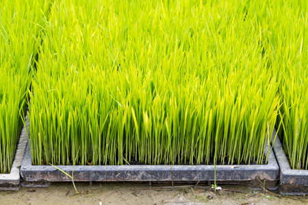 Rice seedling in tray plantingの写真素材