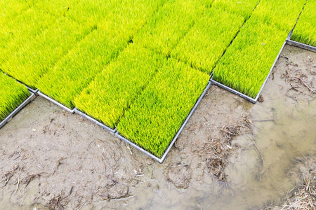 Rice seedling in tray planting