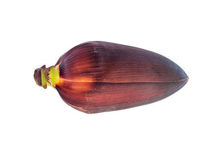 Banana blossom isolated on white backgroundの写真素材
