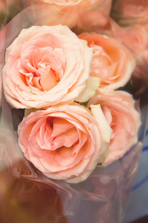 Bright pink roses background with soft focusの写真素材