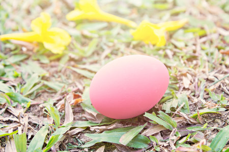 Pink easter eggs on Fresh Green Grass, Vintage styleの写真素材