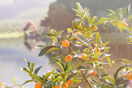 Ripe and fresh oranges hanging on branchの写真素材