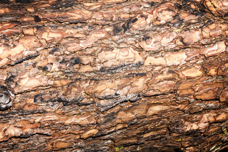Bark of Pine Tree, pattern and texture