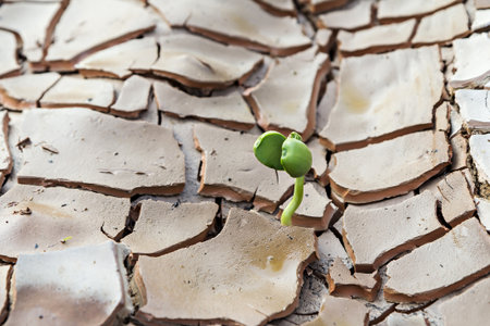 Seedlings sprout growing on cracked ground