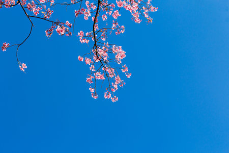 Beautiful cherry blossom or sakura with nice blue skyの写真素材