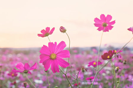 Cosmos flowers in the garden, vintage styleの写真素材