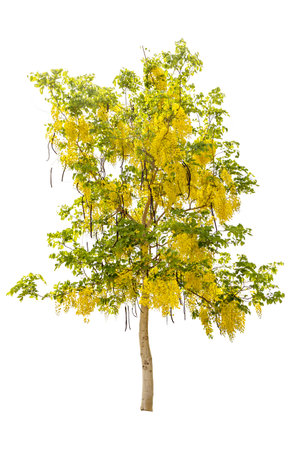 Green tree and Golden shower isolaetd on white backgroundの写真素材