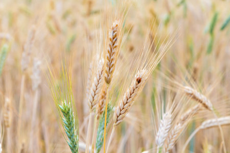 Close up of wheat ear in field