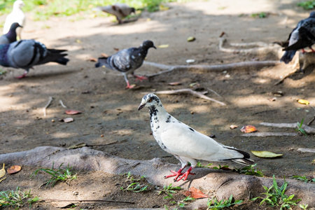 Some pretty pigeons stand on the ground in the park looking for tasty seeds to eatの写真素材