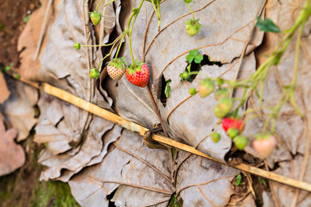 Fresh organic strawberries growing on the vineの写真素材