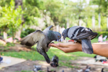 Pigeons eating feed on hand with blured motionの写真素材