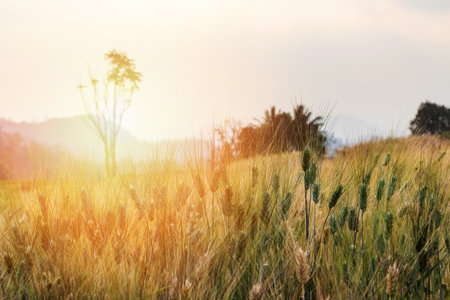 Close-up of wheat ear in field with sun flareの写真素材