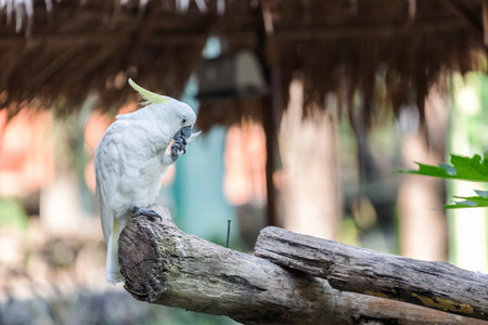 A cockatoo on a tree branch, Cockatoo on a perchの写真素材